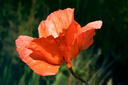 Poppy flower in the meadow - nature spring backgroundの写真素材