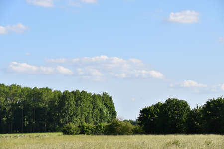 Dutch rural landscape with fresh green grass on a sunny day in the spring seasonの写真素材