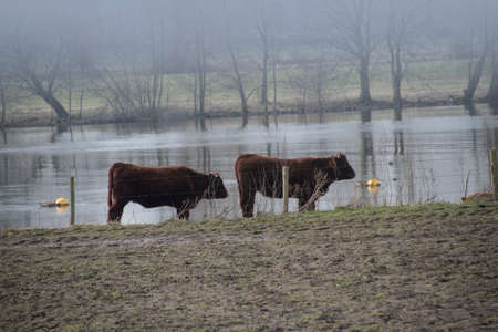 Cows in a misty countryside landscape in autumnの写真素材