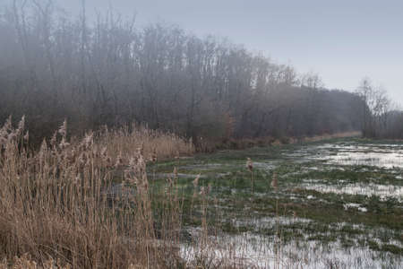 Foggy autumn nature landscape in november. Panoramic view on meadow and trees covered hoarfrost.の写真素材