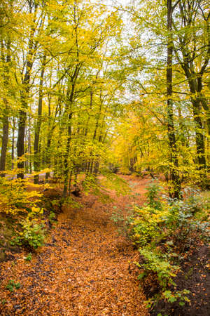 Fall forest landscape. Dry fall leaves covering the ground and forest fall trees under soft sunlight. Colorful fall forest landscape, fall sunny natureの写真素材