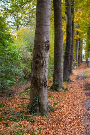 Fall forest landscape. Dry fall leaves covering the ground and forest fall trees under soft sunlight. Colorful fall forest landscape, fall sunny natureの写真素材