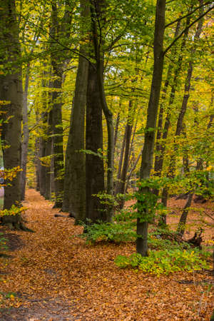 Fall forest landscape. Dry fall leaves covering the ground and forest fall trees under soft sunlight. Colorful fall forest landscape, fall sunny natureの写真素材