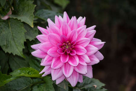 Pink dahlia in the autumn garden. Dahlias blooming in Novemberの写真素材