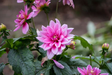 Pink dahlia in the autumn garden. Dahlias blooming in Novemberの写真素材