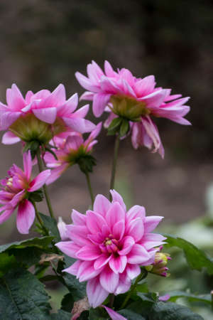 Pink dahlia in the autumn garden. Dahlias blooming in Novemberの写真素材