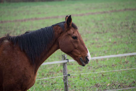 Portrait of a beautiful brown horse without harnessの写真素材