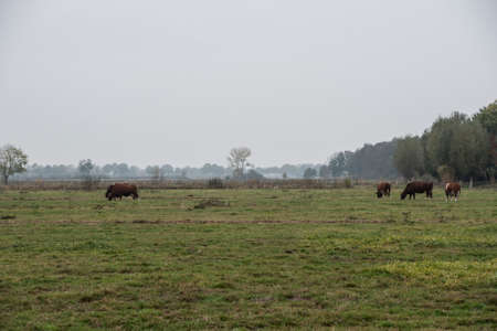 Autumn landscape. Cloudy day with dark clouds and grazing cows over empty field.の写真素材