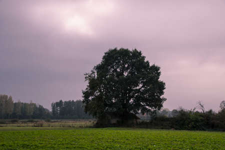 Autumn landscape. Tree on a cloudy day over empty field.の写真素材