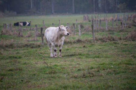 White cow (The Charolais is a breed of taurine beef cattle from the Charolais area surrounding Charolles, in Burgundy, in eastern France.)の写真素材