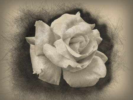 Hand drawn rose flower. pencil illustration isolated on vintage background.の写真素材