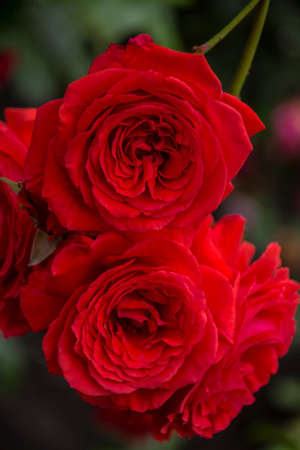 Rose flower closeup. Shallow depth of field. Spring flower of red rose.の写真素材