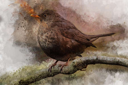 Black bird - painted with watercolor. Bird illustration.の写真素材