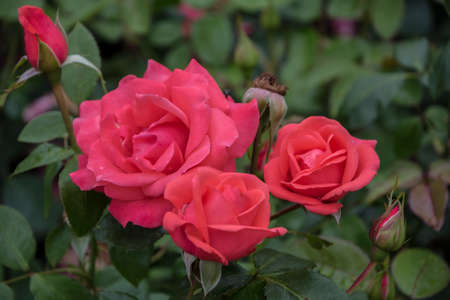 Flower background with rose flower, closeup view. Shallow DOF. Pink rose flower in the rose garden.の写真素材