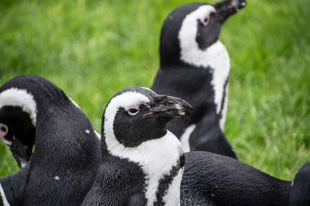 Magellan Penguins (order Sphenisciformes, family Spheniscidae) are a group of aquatic, flightless birds living almost exclusively in the southern hemisphere, especially in Antarcticaの写真素材