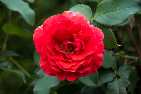 Rose flower closeup. Shallow depth of field. Spring flower of red roseの写真素材