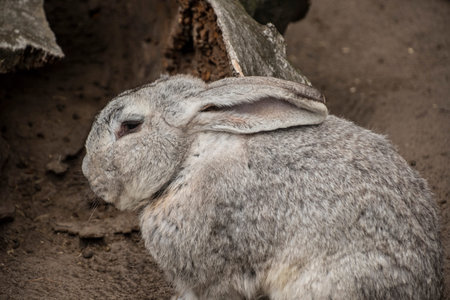 Easter bunny concept. Small cute rabbit, fluffy gray pet. soft focus, shallow depth of field copy...