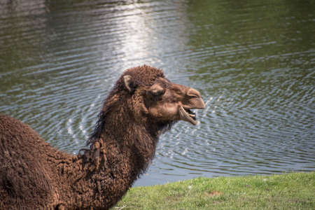 A two-humped camel in the city park. Camel walking in the park.の写真素材