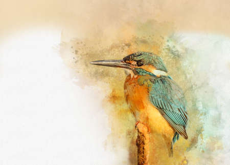 Common Kingfisher - painted with watercolor. Bird illustrationの写真素材