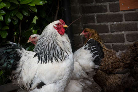 A white Columbia Brahma rooster with his hens. These chickens are bred in United Statesの写真素材