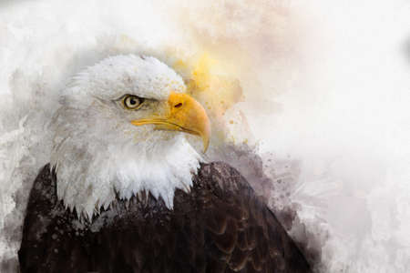 Eagle america bird watercolor painting symbol predatorの写真素材