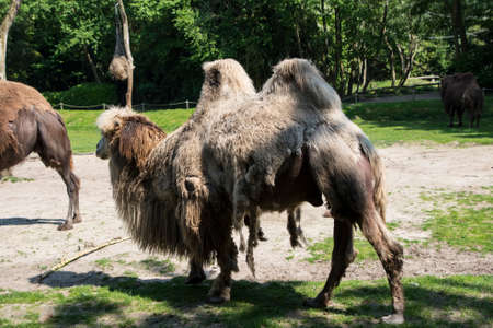 A two-humped camel in the city park. Camel walking in the park.の写真素材