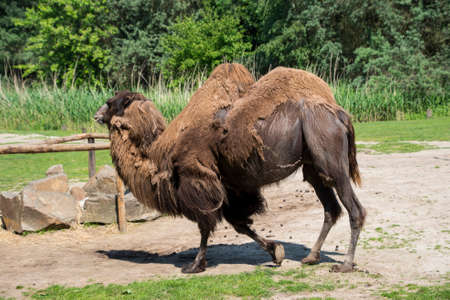 A two-humped camel in the city park. Camel walking in the park.の写真素材