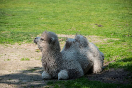 A two-humped baby camel sitting in the grass in the city park.の写真素材