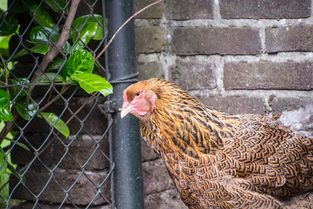 A brown Columbia Brahma hen. These chickens are bred in United States