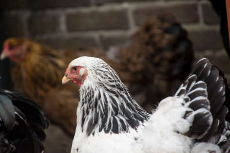 A white Columbia Brahma rooster with his hens. These chickens are bred in United Statesの写真素材