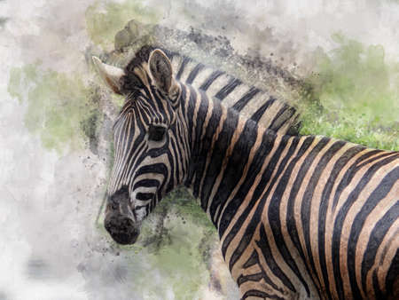 Watercolor image of zebra on bright backgroundの写真素材
