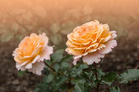Rose flower closeup. Shallow depth of field. Spring flower of yellow roseの写真素材