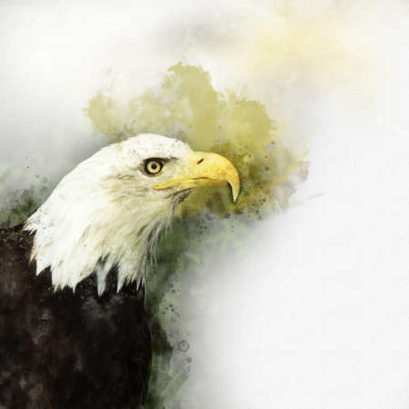 Eagle america bird watercolor painting symbol predatorの写真素材