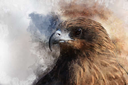 Falcon watercolor, predator, animals, birds, wildlife, paintingの写真素材