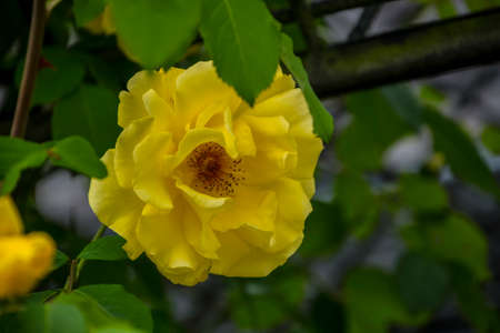 Rose flower closeup. Shallow depth of field. Spring flower of yellow roseの写真素材