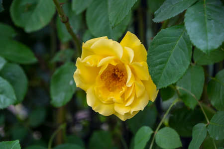 Rose flower closeup. Shallow depth of field. Spring flower of yellow roseの写真素材