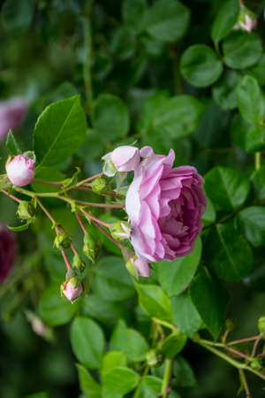 Rose flower closeup. Shallow depth of field. Spring flower of pink roseの写真素材