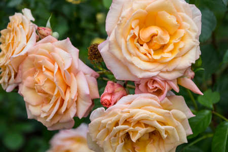 Rose flower closeup. Shallow depth of field. Spring flower of yellow rosesの写真素材