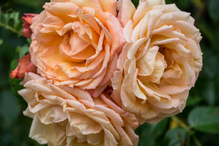 Rose flower closeup. Shallow depth of field. Spring flower of orange rosesの写真素材