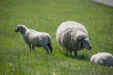 Sheeps on a dike on Texel island in The Netherlandsの写真素材