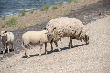 Sheeps on a dike on Texel island in The Netherlandsの写真素材