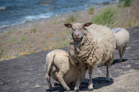 Sheeps on a dike on Texel island in The Netherlandsの写真素材