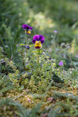 Wild pansy (viola) in the background of a green garden blurred background. Viola cornuta, horned pansy, tufted pansy.の写真素材
