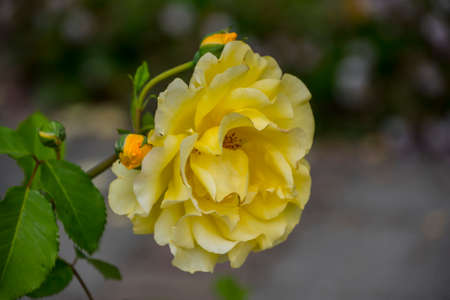 Rose flower closeup. Shallow depth of field. Spring flower of yellow roseの写真素材