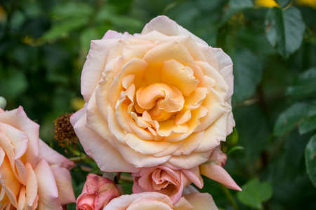 Rose flower closeup. Shallow depth of field. Spring flower of yellow roseの写真素材