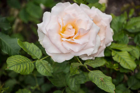 Rose flower closeup. Shallow depth of field. Spring flower of yellow roseの写真素材