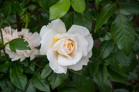 Rose flower closeup. Shallow depth of field. Spring flower of white rose.の写真素材