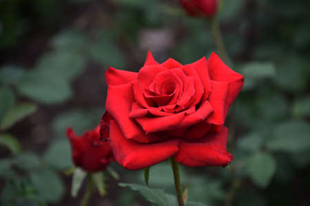 Rose flower closeup. Shallow depth of field. Spring flower of red roseの写真素材