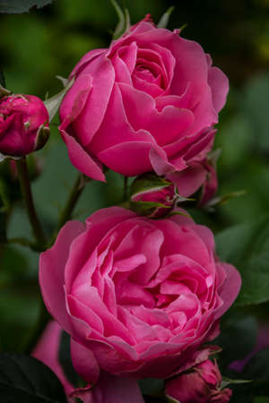 Rose flower closeup. Shallow depth of field. Spring flower of pink roseの写真素材