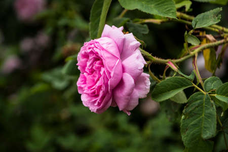 Rose flower closeup. Shallow depth of field. Spring flower of pink roseの写真素材